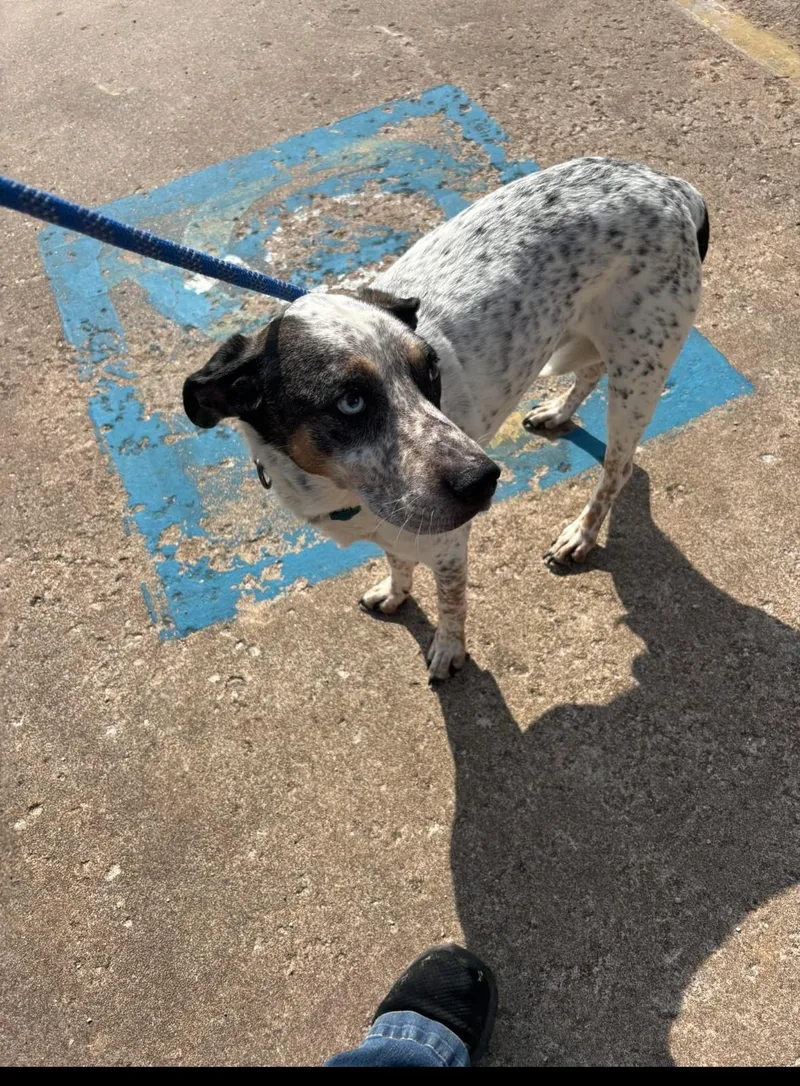 An adult medium-sized male Cattle Dog dog named Duke for adoption in Glenpool, OK