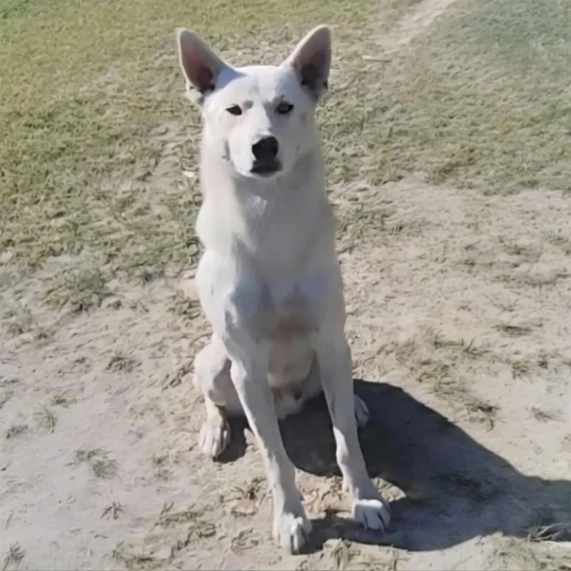 A young medium-sized male White / Cream Husky dog named Balto for adoption in Pittstown, NJ