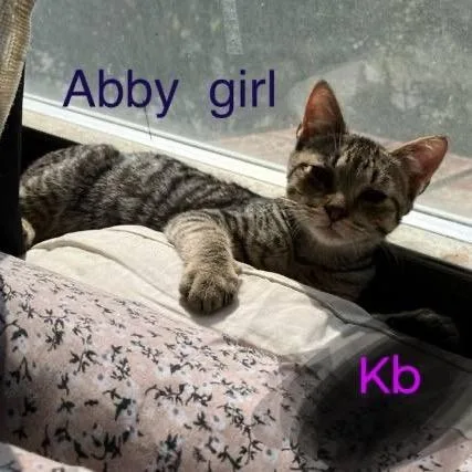 Abby The Tabby