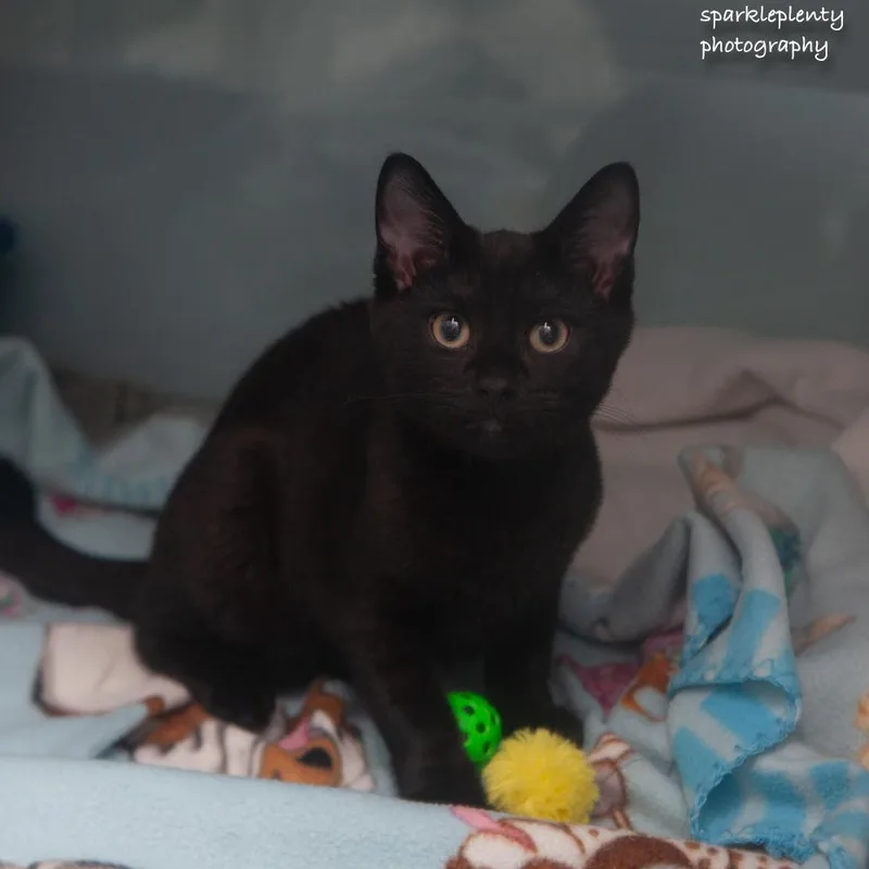 A baby medium-sized male Black Domestic Short Hair cat named Nove for adoption in Ridgefield, CT