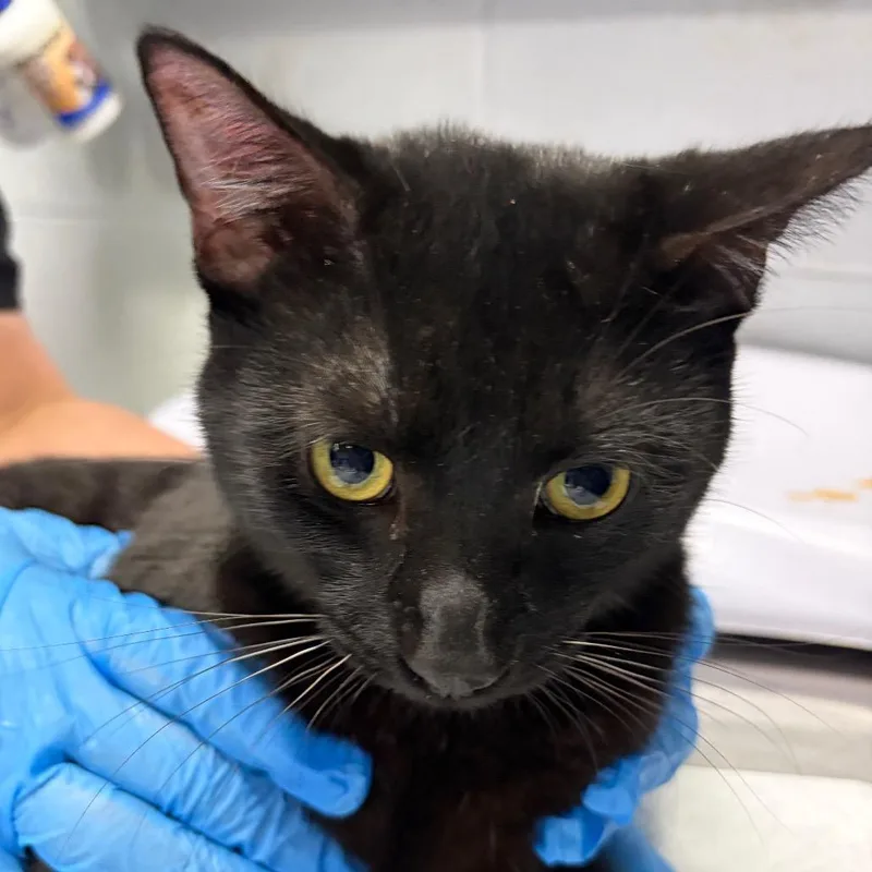 A young large-sized male Black Domestic Short Hair cat named Nox for adoption in Summerville, SC