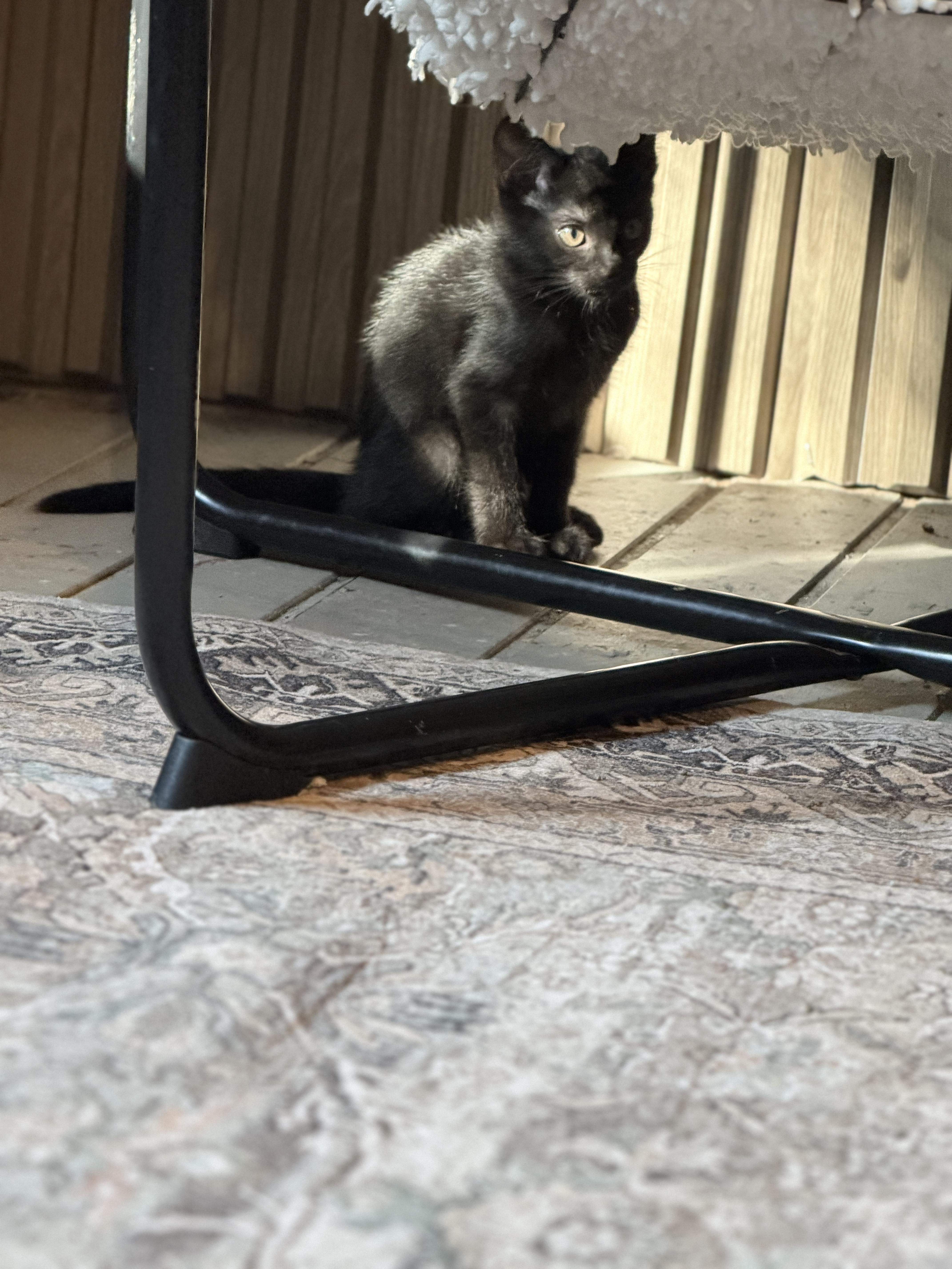 A baby medium-sized male Black Domestic Short Hair cat named Finn for adoption in Athens, OH
