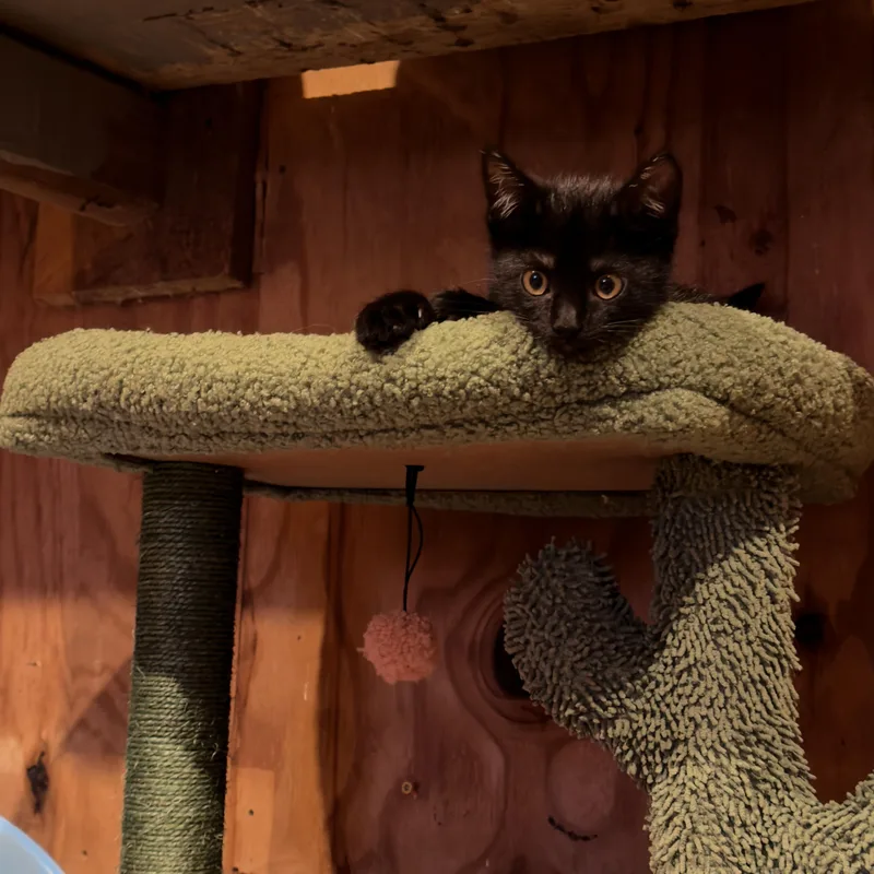 Finn thumbnail 3