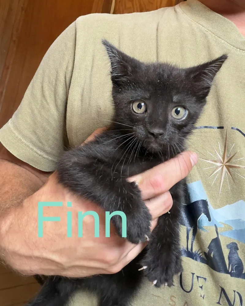 Finn thumbnail 4