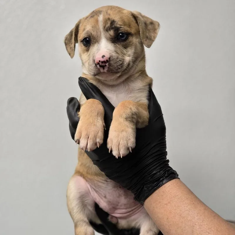 A young small-sized female Brown / Chocolate Mixed Breed dog named Stipple for adoption in Abilene, TX
