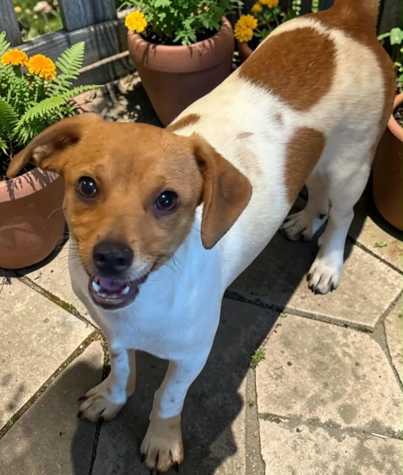 A baby small-sized male Brown / Chocolate Chiweenie dog named Zeus for adoption in Oceanside, CA