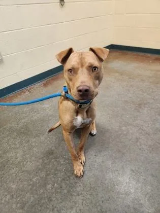 An adult medium-sized male Mixed Breed dog named Vance for adoption in Independence, MO