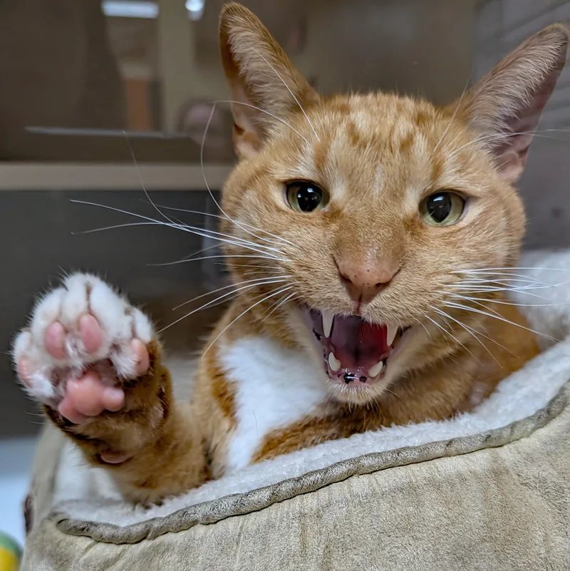 A senior large-sized male Orange & White Domestic Short Hair cat named Simba for adoption in Accident, MD