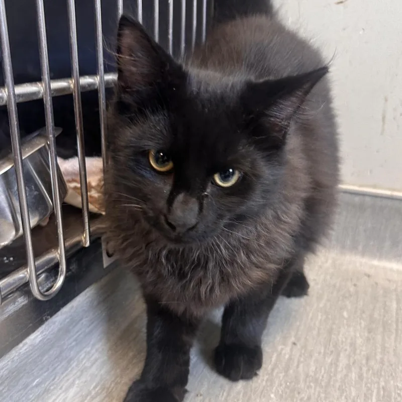 A baby medium-sized male Black Domestic Medium Hair cat named Brainy for adoption in Columbia Station, OH