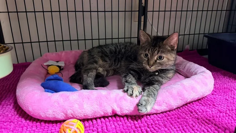 A young medium-sized female Tabby (Brown / Chocolate) Domestic Short Hair cat named PaulaPurrsalot for adoption in Ashland, KY