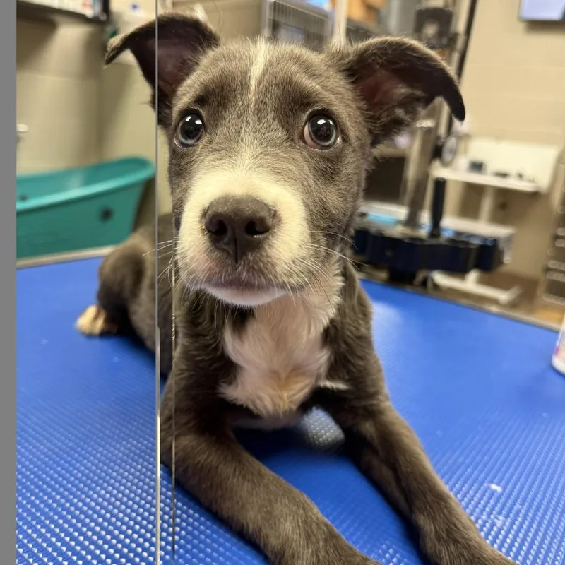 A baby small-sized female Pit Bull Terrier dog named Nesta for adoption in Hinesville, GA