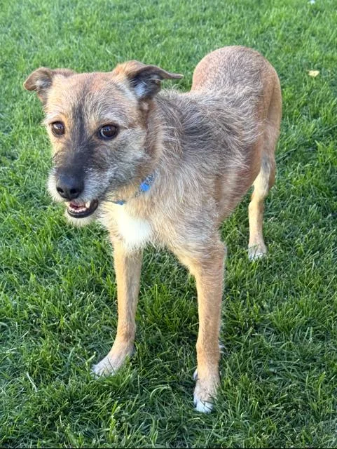 An adult medium-sized female Terrier dog named Rue for adoption in Midway, UT