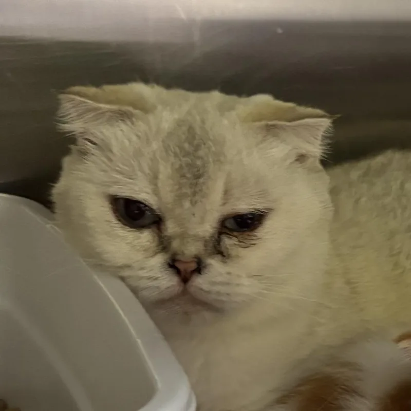 An adult small-sized female White Scottish Fold cat named Button for adoption in Hinesville, GA