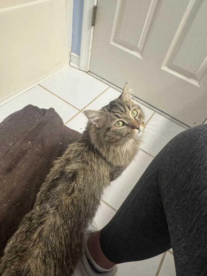 A young large-sized male Tabby (Brown / Chocolate) Maine Coon cat named Leo for adoption in Richmond, VA