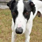 An adult medium-sized male Greyhound dog named Flash for adoption in grandville, MI