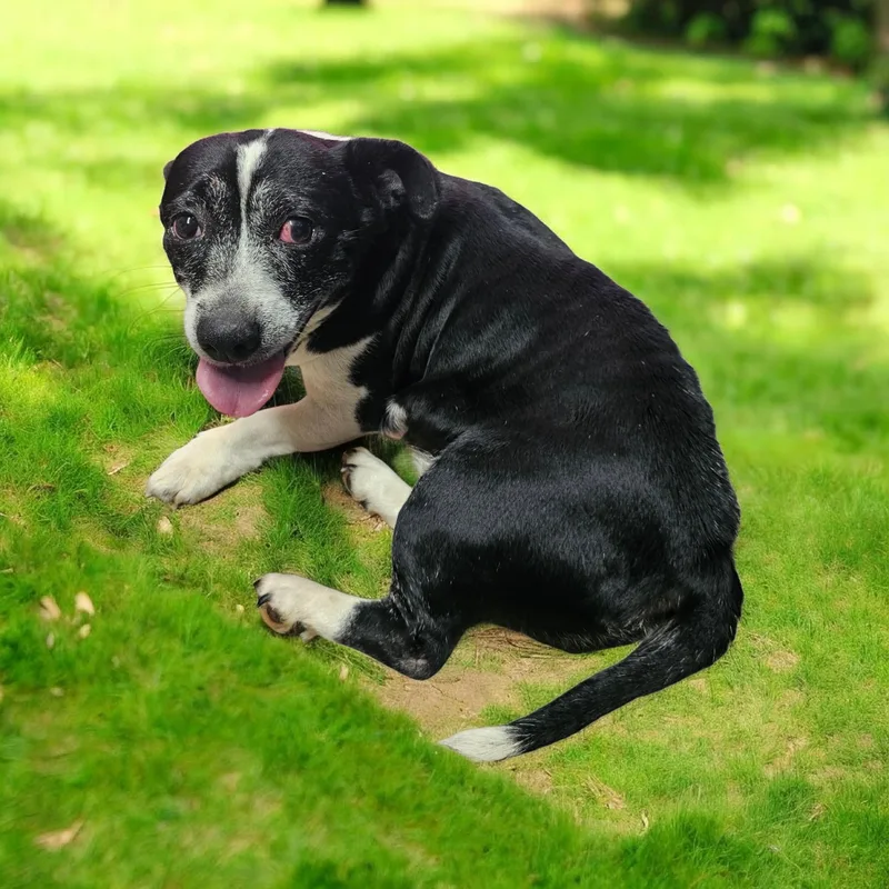 An adult small-sized female Black Basset Hound dog named Mrs. Doubtfire for adoption in Chesnee, SC