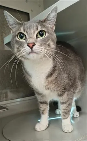 An adult medium-sized female Domestic Short Hair cat named Miyuki for adoption in Las Vegas, NV
