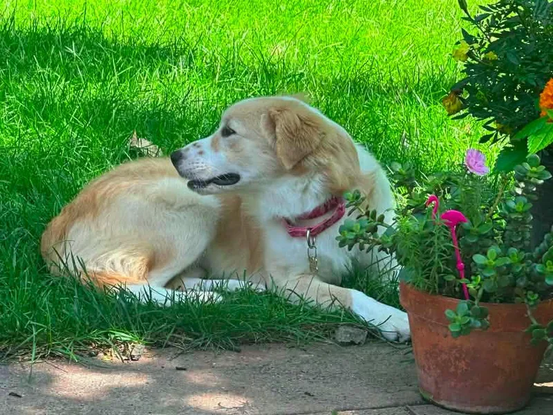 A baby large-sized female Collie dog named Piper $ for adoption in Milwaukee, WI