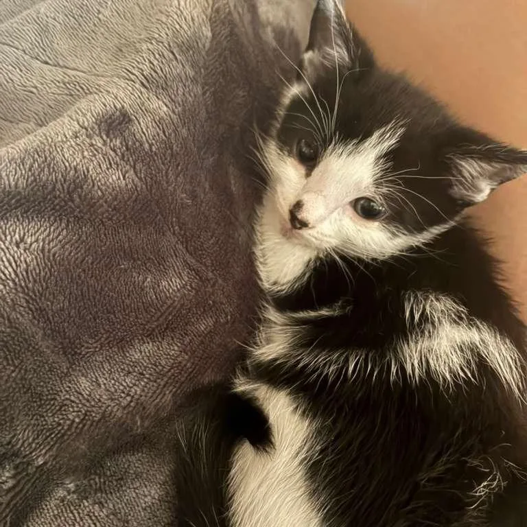 A baby small-sized male Domestic Short Hair cat named Yumeha for adoption in Los Angeles, CA