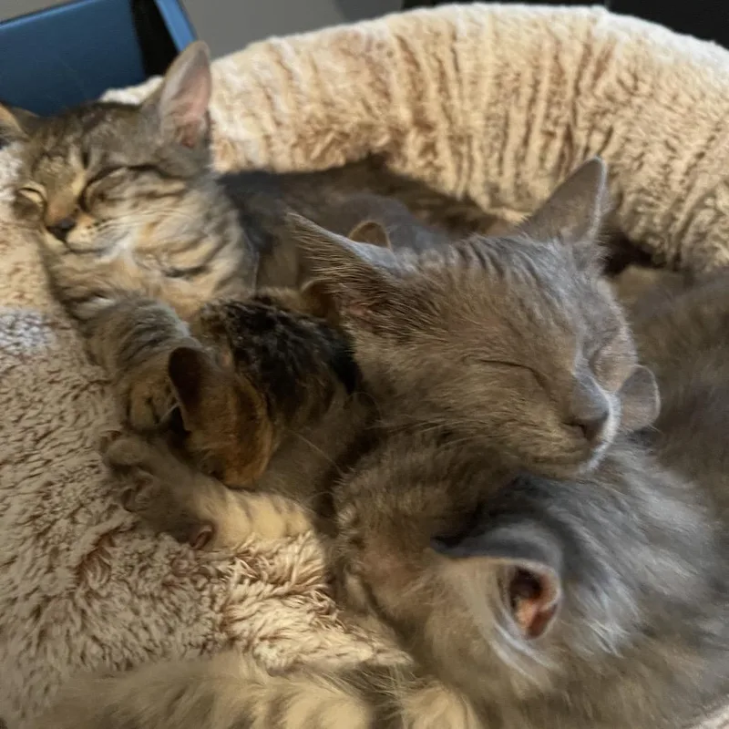 A baby small-sized male Domestic Short Hair cat named Geddy Lee for adoption in Durham, NC