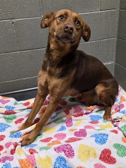 An adult medium-sized female Shepherd dog named Stray Hold Rhea for adoption in Phoenix, AZ