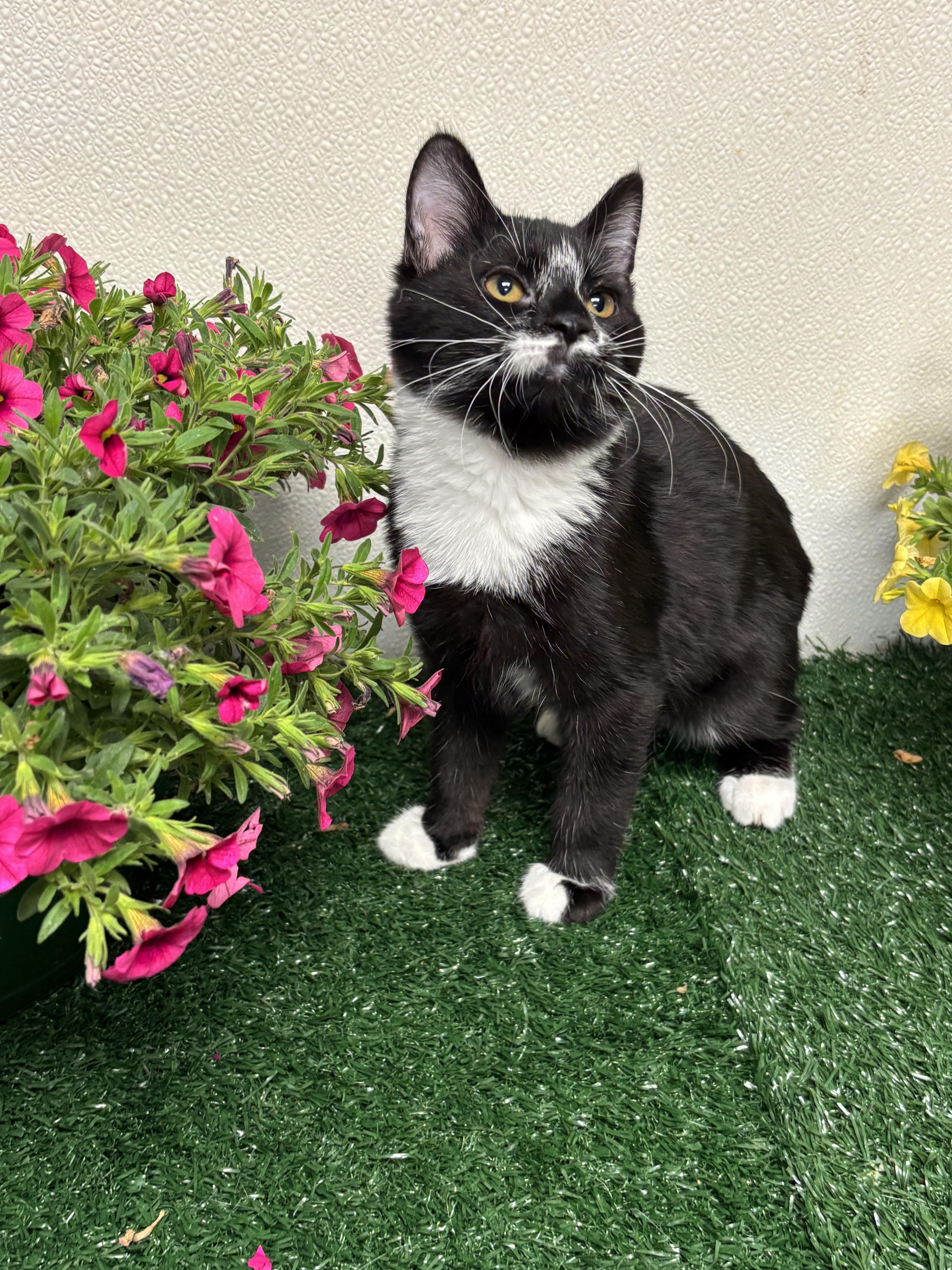 A young medium-sized male Black & White / Tuxedo Domestic Short Hair cat named Stu for adoption in Effingham, IL