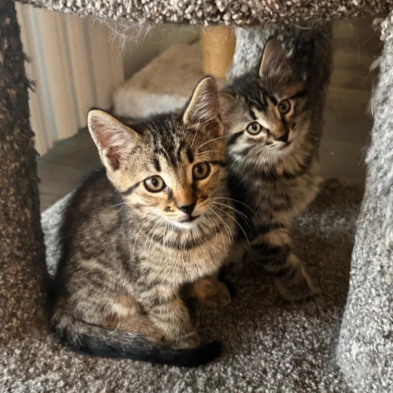 A baby small-sized male Gray / Blue / Silver Domestic Short Hair cat named Rocky for adoption in Meridian, ID