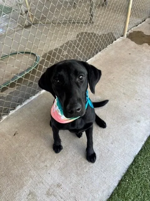 An adult large-sized female Black Labrador Retriever dog named Licorice for adoption in Fayetteville, AR
