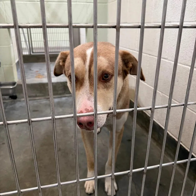 An adult large-sized male White / Cream Husky dog named Iepastray for adoption in Upland, CA
