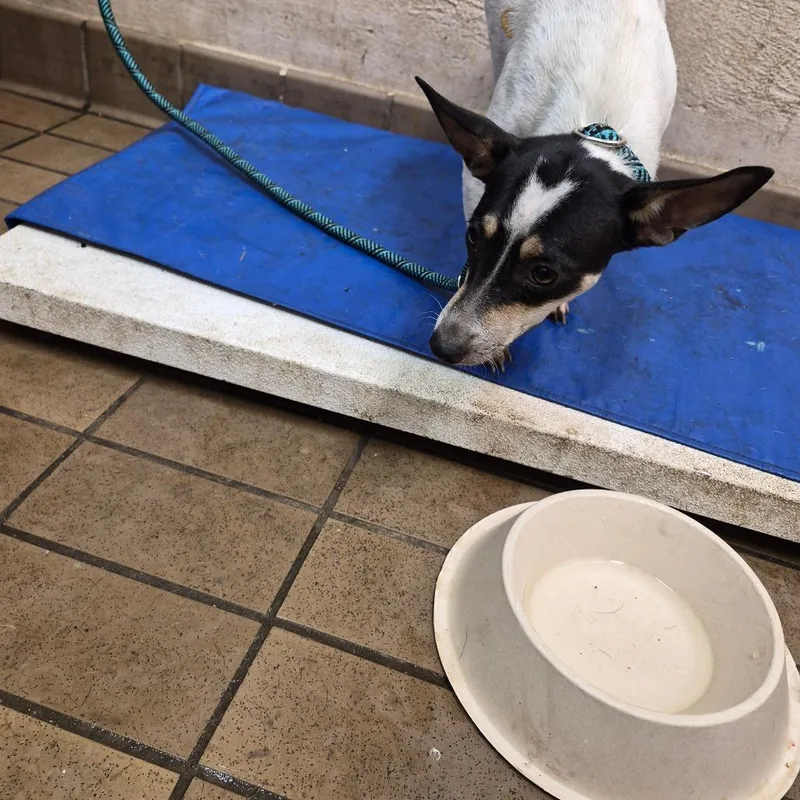 A young small-sized female Terrier dog named Jodi for adoption in Birmingham, AL