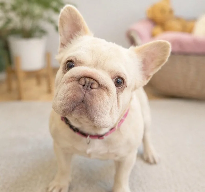 Pinky