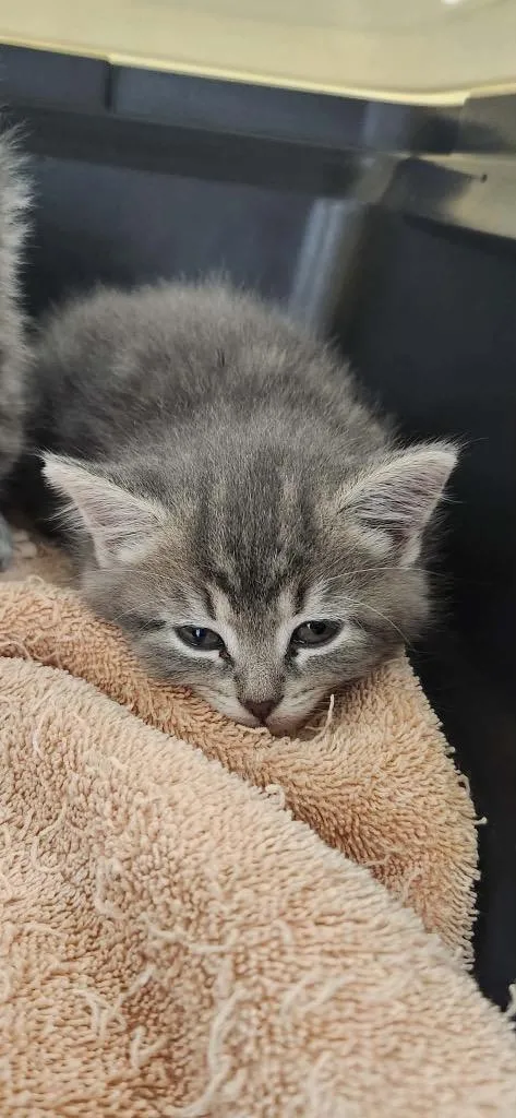 A baby medium-sized female Domestic Short Hair cat named Hydrangea for adoption in Van Wert, OH