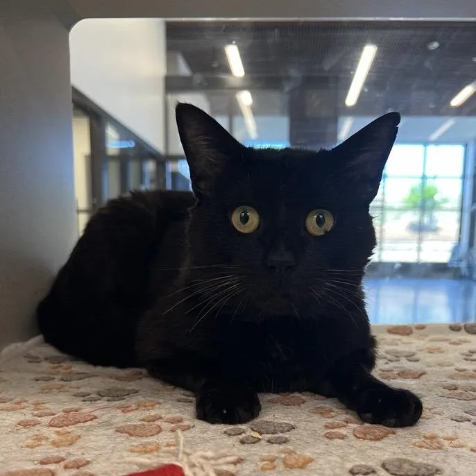 An adult large-sized male Black Domestic Short Hair cat named Pepper Jack for adoption in New York, NY