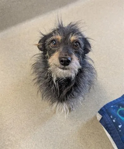 An adult small-sized male Terrier dog named Buddy for adoption in San Martin, CA