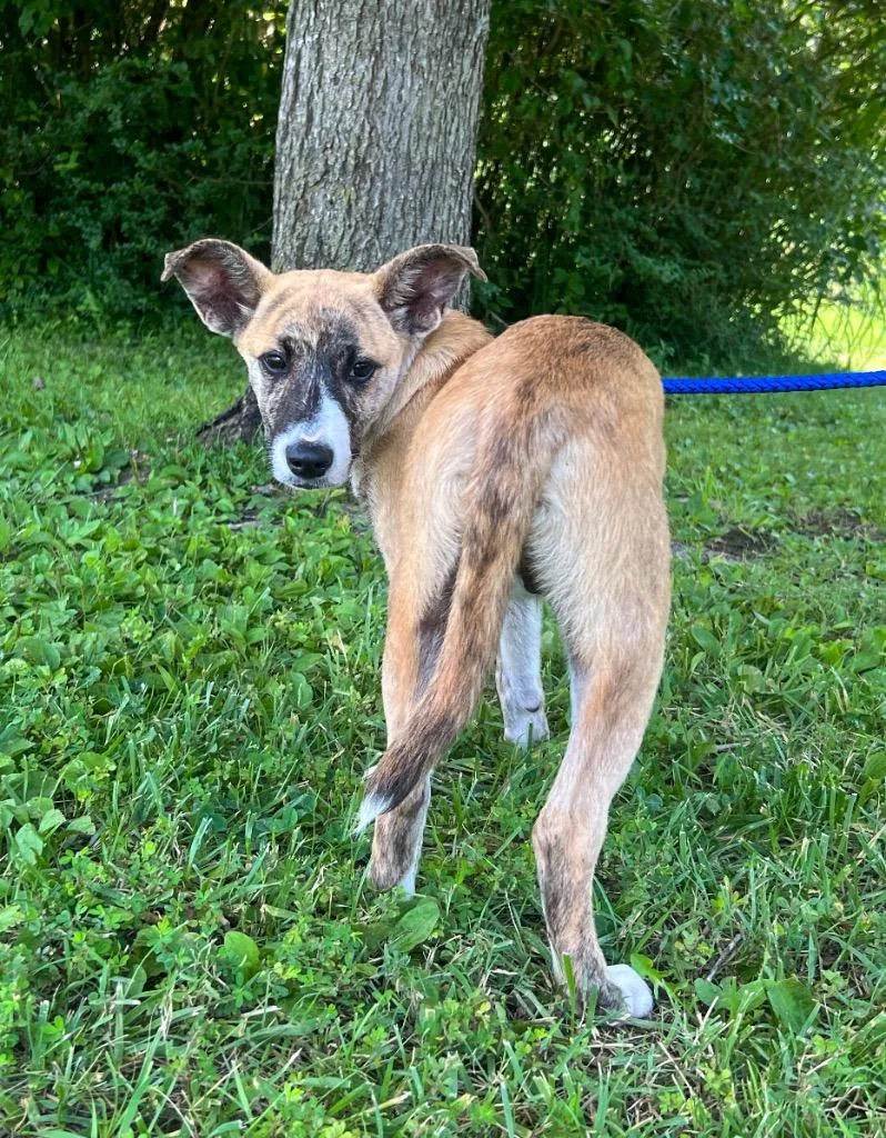 A baby medium-sized male Mixed Breed dog named Whitaker for adoption in Murray, KY