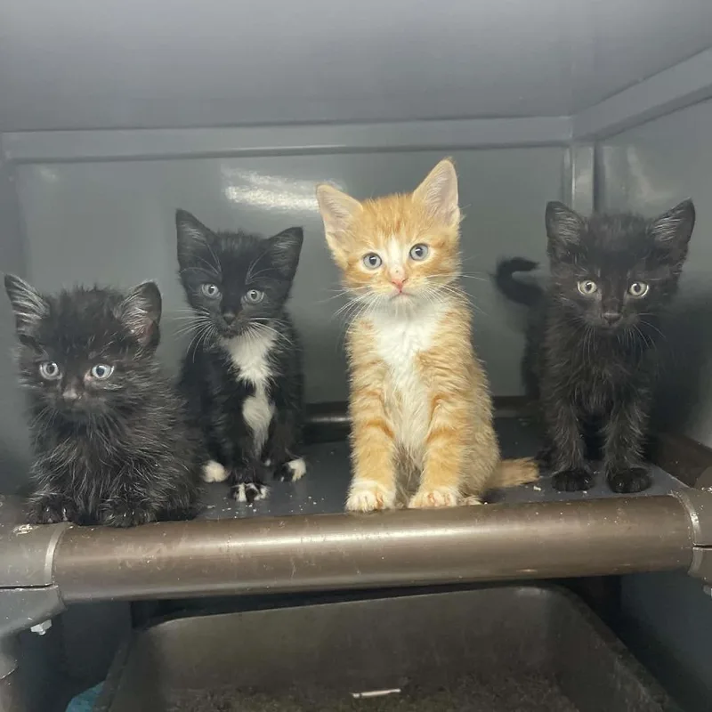 A baby small-sized female Black Domestic Short Hair cat named Mantis C for adoption in Princeton, MN