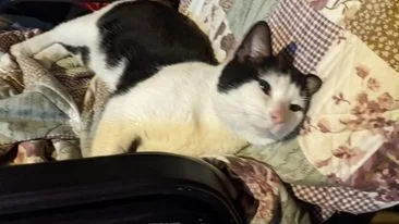 An adult medium-sized male Black & White / Tuxedo American Shorthair cat named A.j. for adoption in Heath, OH