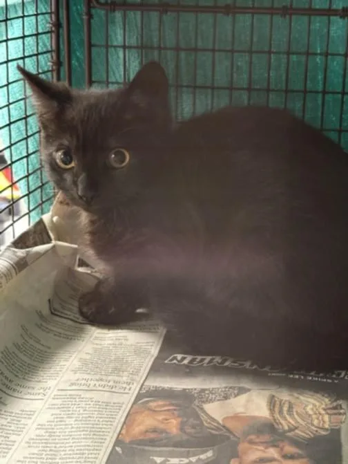 A baby small-sized female Domestic Short Hair cat named Naoki for adoption in Chatsworth, CA