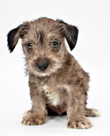 A baby small-sized male Chihuahua dog named Skeeter for adoption in Morton Grove, IL