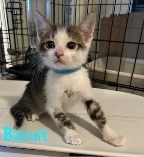 A baby small-sized male Gray / Blue / Silver Domestic Short Hair cat named Biscuit for adoption in Ruskin, FL