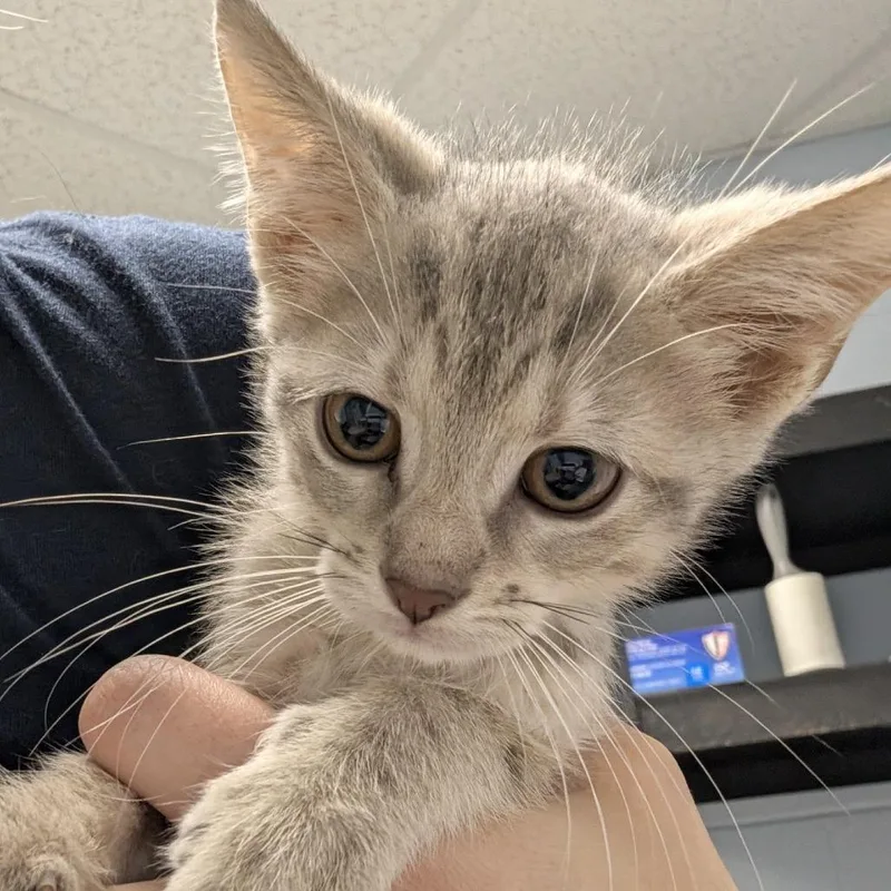 A baby small-sized female Gray / Blue / Silver Domestic Short Hair cat named Femmy for adoption in Indianapolis, IN