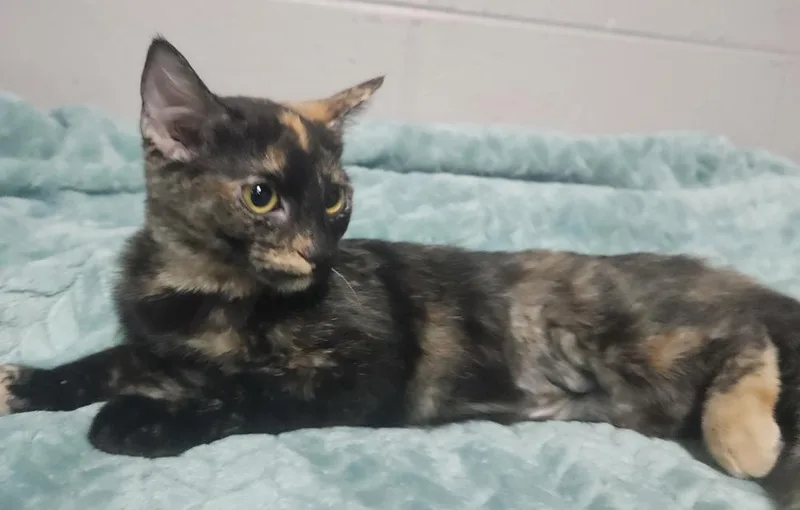 A young medium-sized female Tortoiseshell Domestic Short Hair cat named Meadow @ Petsmart Jackson for adoption in Lexington, TN
