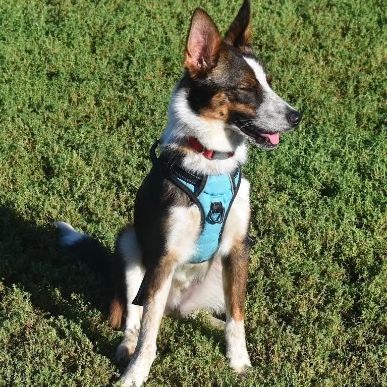 An adult medium-sized male Border Collie dog named Frizz D for adoption in Minnetonka, MN