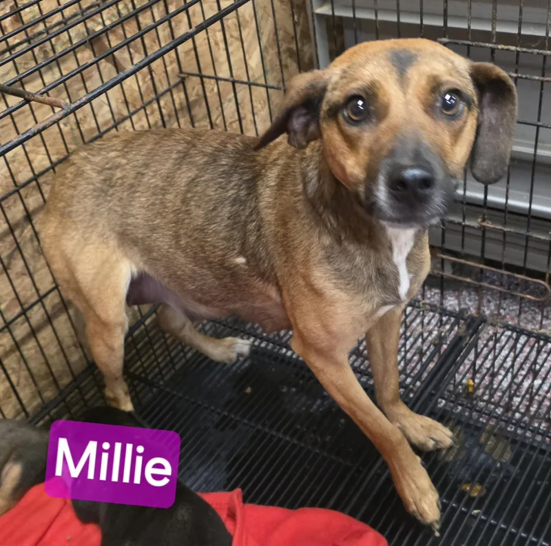 Millie thumbnail 2
