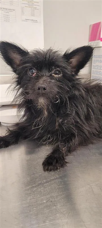 An adult small-sized female Mixed Breed dog named Martini for adoption in West Chester, PA