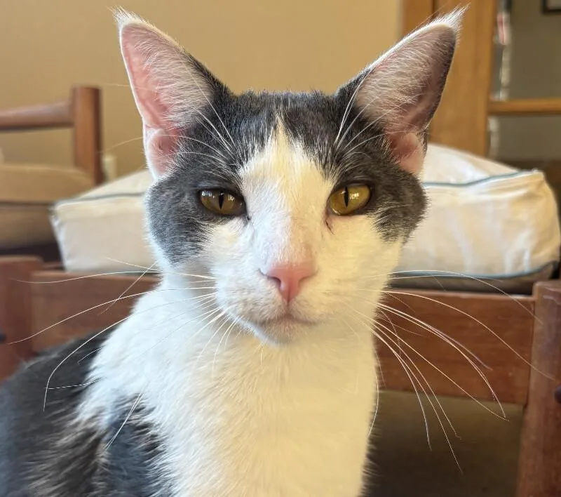 An adult medium-sized male White Domestic Short Hair cat named Butterbean for adoption in Fort Collins, CO