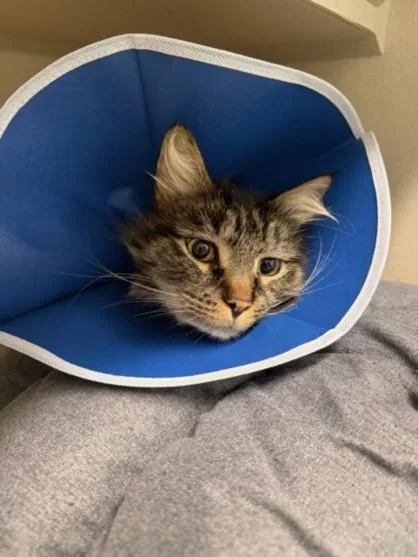 An adult small-sized male Domestic Long Hair cat named Rolypoly for adoption in Loveland, CO