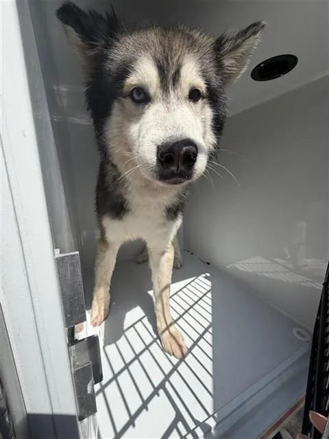 An adult large-sized male Husky dog named A for adoption in Houston, TX