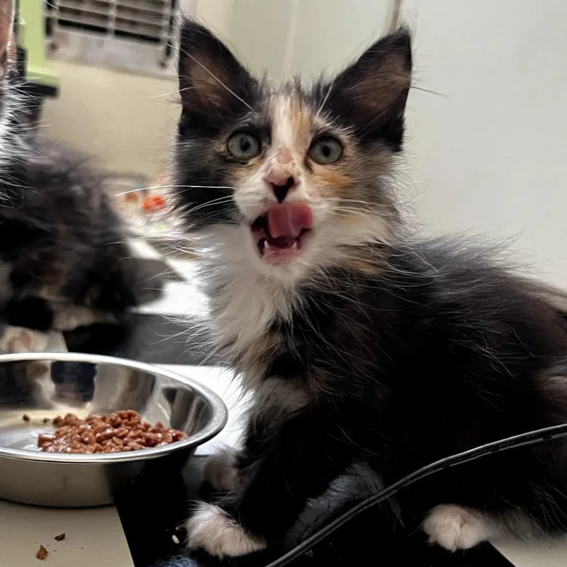 A baby small-sized female Calico Domestic Long Hair cat named Fountain Soda for adoption in Long Beach, CA