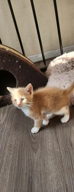 A baby small-sized male Domestic Short Hair cat named Easel for adoption in Lees Summit, MO